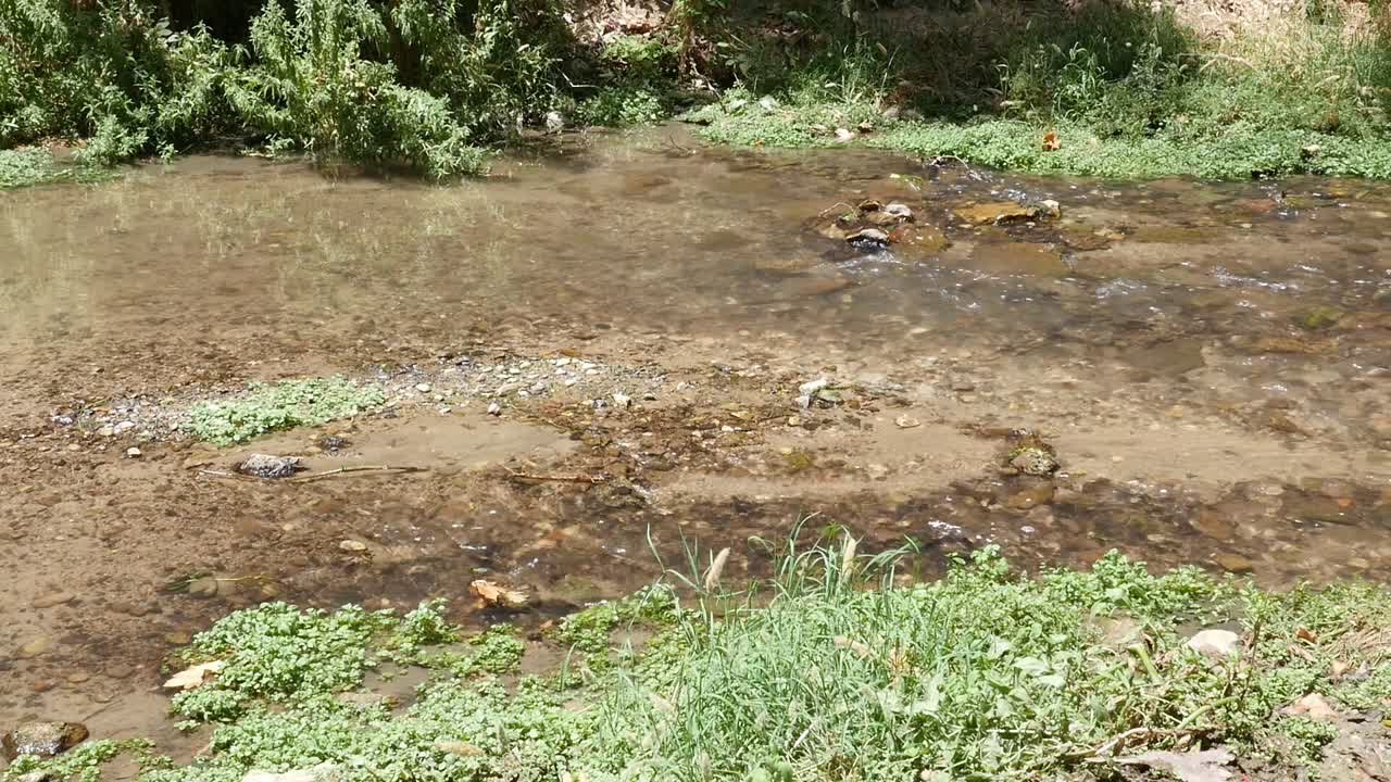 Sığ, kristal berraklığında suları olan, güneşli bir günde doğal nehir yatağını çevreleyen alçak bitki örtüsü ve taşları gösteren nehir