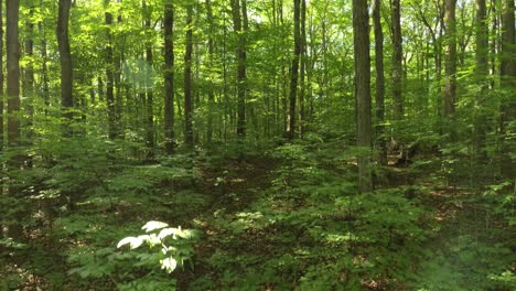 lush green vegetation thriving in canadian forest during sunny summer day