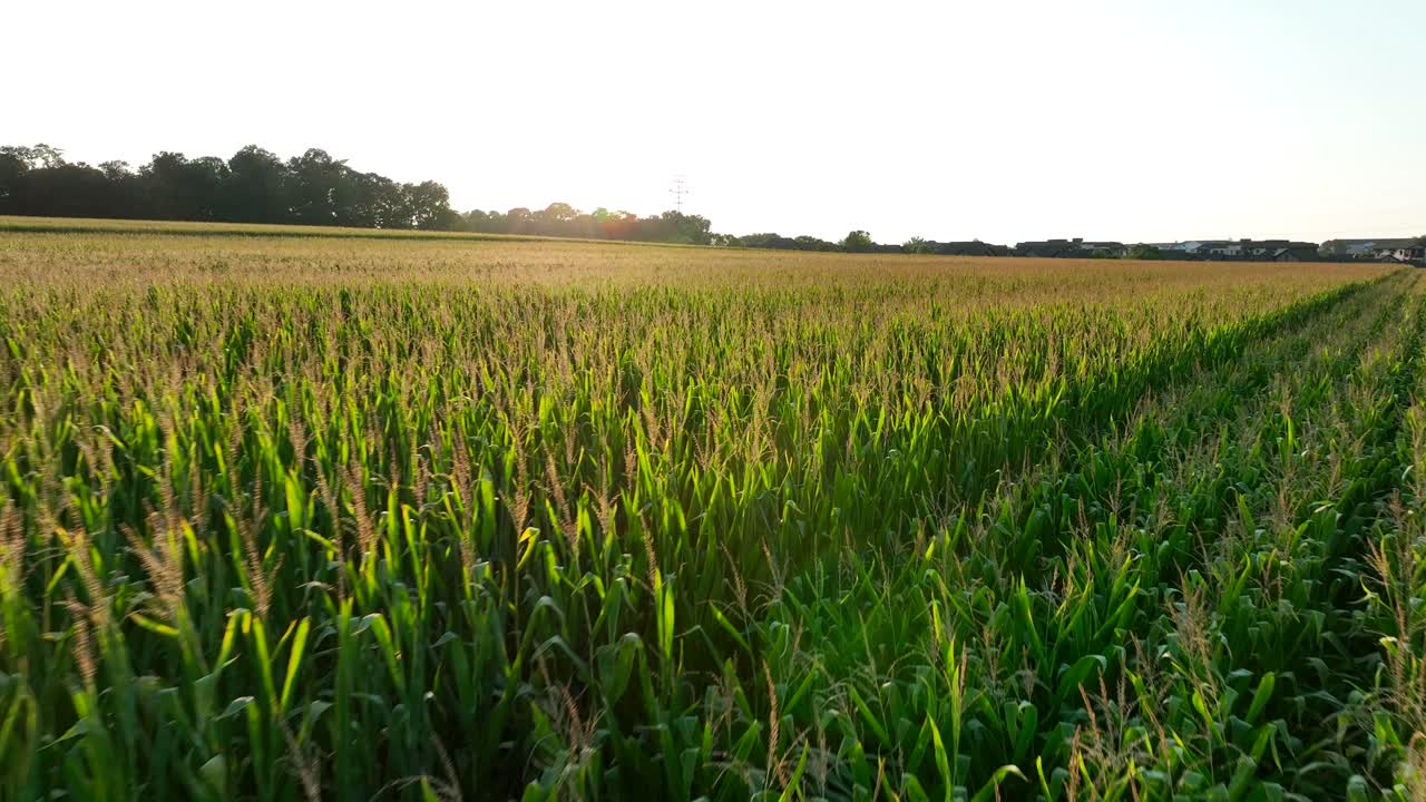 campo de maíz durante la hora dorada del atardecer a finales del verano en ee.uu.
