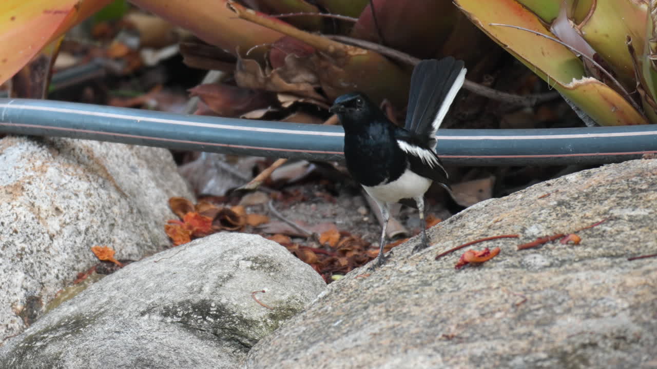 Oriental magpie-robin Eating Small Bug or Worm Perched on Stone - slow motion