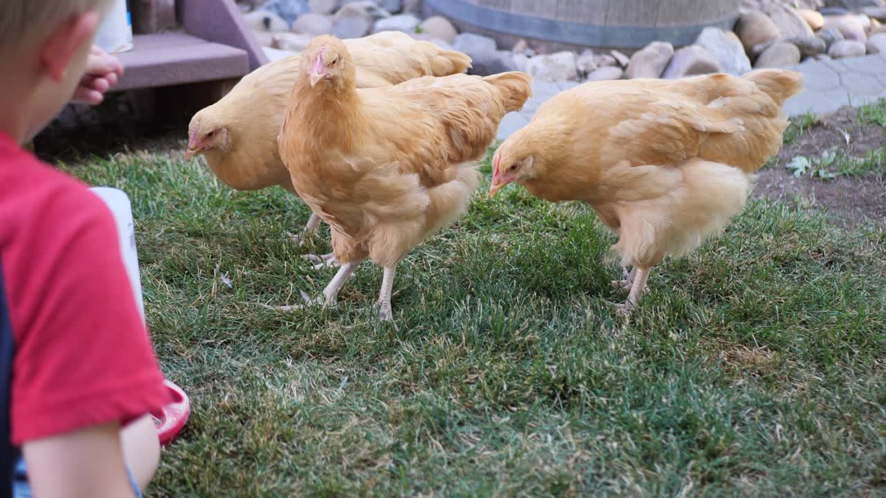 aquí tenemos unas hermosas gallinas rojas comiendo y paseando por el jardín trasero