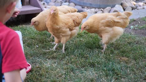 Aquí-Tenemos-Unas-Hermosas-Gallinas-Rojas-Comiendo-Y-Paseando-Por-El-Jardín-Trasero