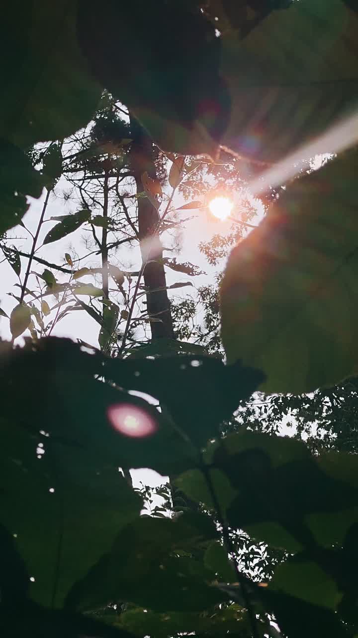 빛이 잎과 나무를 통해 필터링
