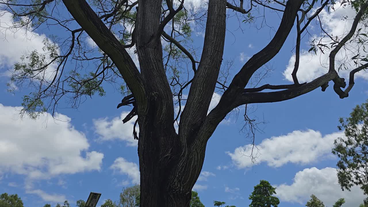 Panoramica verso l'alto, un albero enorme in un parco verde e lussureggiante si protende verso il cielo blu con nuvole e il sole che fa capolino da dietro di esse