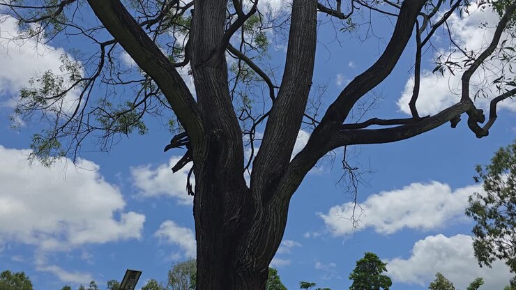 Panoramica verso l'alto, un albero enorme in un parco verde e lussureggiante si protende verso il cielo blu con nuvole e il sole che fa capolino da dietro di esse