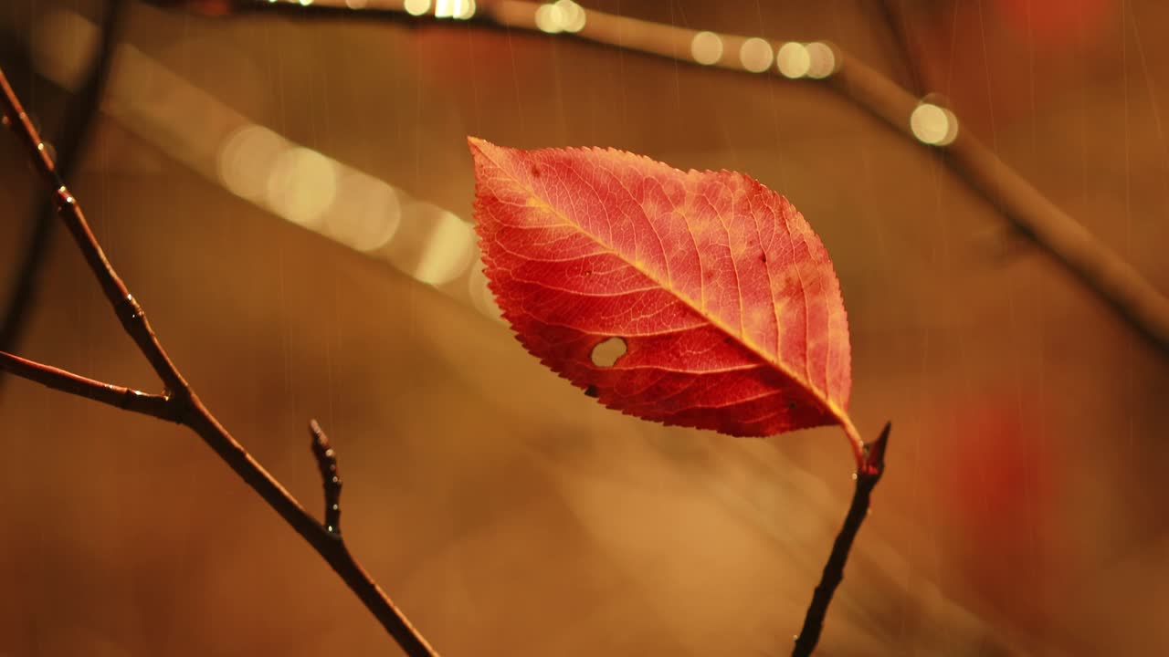 가을 비의 클로즈업