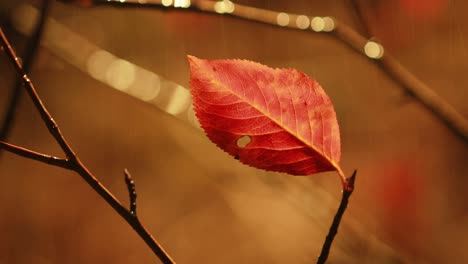 lluvia de otoño en primer plano