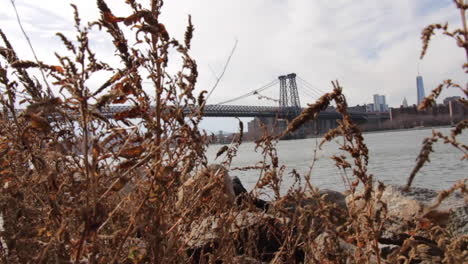 williamsburg bridge on a winter day, wide shot from east river shore