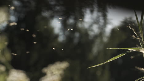 flies in sunlight on plants