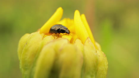 Beetle-Crawling-And-Feeding-On-A-Yellow-Daisy-Bud-At-Spring