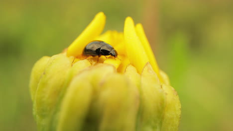 Beetle Crawling And Feeding On A Yellow Daisy Bud At Spring