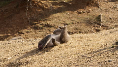 Wild-Japanese-macaque-playing-and-rolling-on-the-ground-before-getting-up-and-run-away