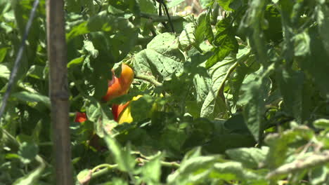tomato plants in garden