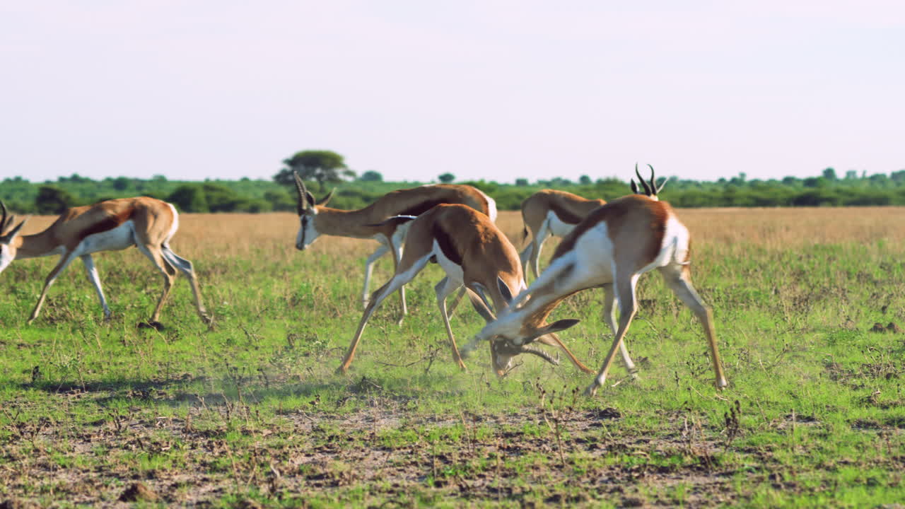 dos machos de gacelas golpeando la cabeza y bloqueando los cuernos en una pelea en la reserva de caza de kalahari central en botswana, áfrica