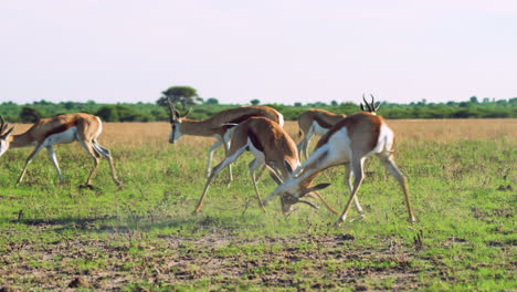 two male springboks headbutting and locking horns in a fight at central kalahari game reserve in botswana, africa