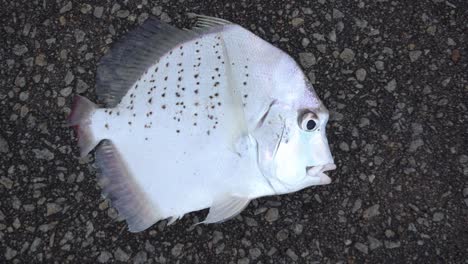 A-sicklefish-is-lay-on-the-asphalt-road.