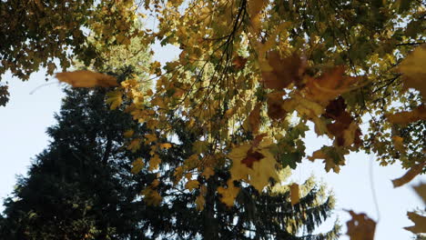 Slow-motion-shot-of-autumn-leaves-falling