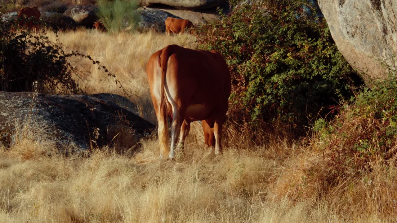 Vaca marrón pastando en un campo soleado de hierba seca