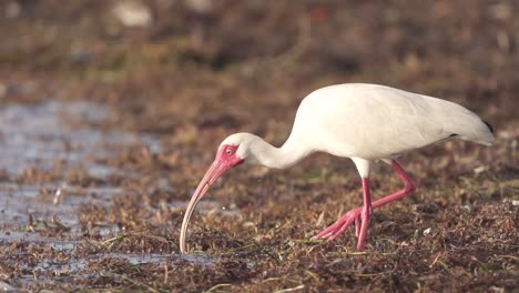 white ibis eating worms amongst seaweed at beach coast in slow motion