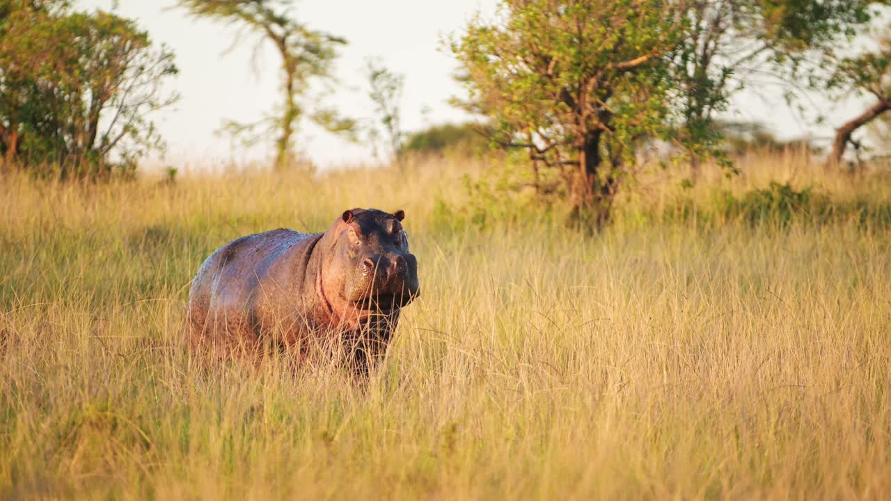 hipopótamo de pie en tierra lejos del agua en baja luz dorada entre la hierba alta de la sabana africana sabana, vida silvestre africana en maasai mara north conservancy
