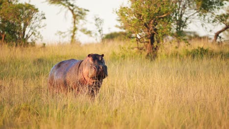 Flusspferd-Nilpferd-Steht-Auf-Dem-Land-Abseits-Vom-Wasser-In-Schwachem-Goldenem-Licht-Inmitten-Des-Hohen-Grases-Der-Afrikanischen-Savannensavanne,-Afrikanische-Tierwelt-Im-Nordschutzgebiet-Der-Maasai-Mara