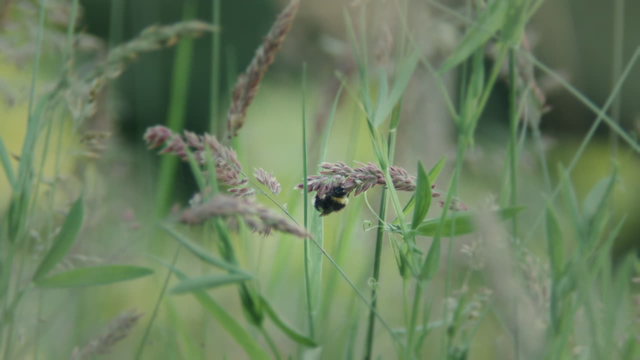 Bumblebee hanging upside down on long grass in field.
