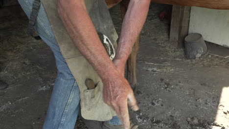 horse farrier using a nippers to trim the hoof of a quarter horse