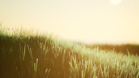 green field at sunrise with blue sky