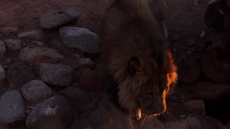 lion walking down rocks and into the bright morning sun rise