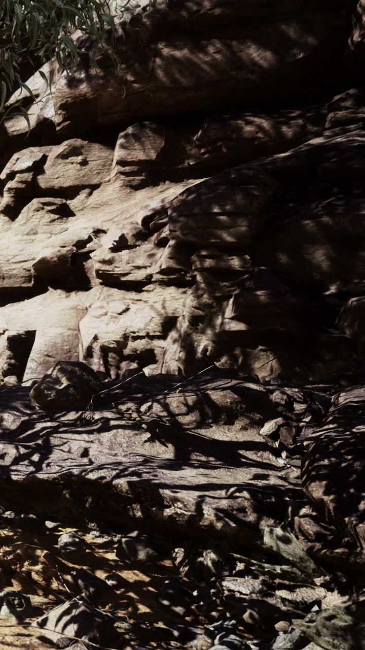 Sunlight dances on rugged rocks beneath leafy branches in natures embrace