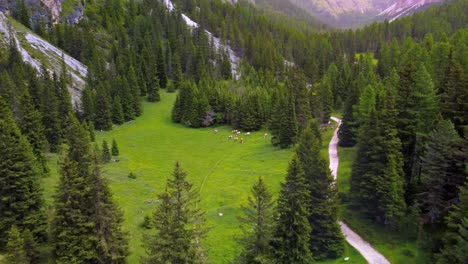 lush green meadows of vallunga valley with livestock grazing, langental-province of bolzano – south tyrol, italy