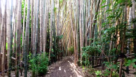 exploring a serene bamboo forest pathway