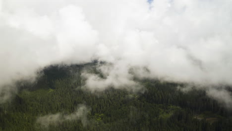 dense white fog covers gifford pinchot national forest in washington state