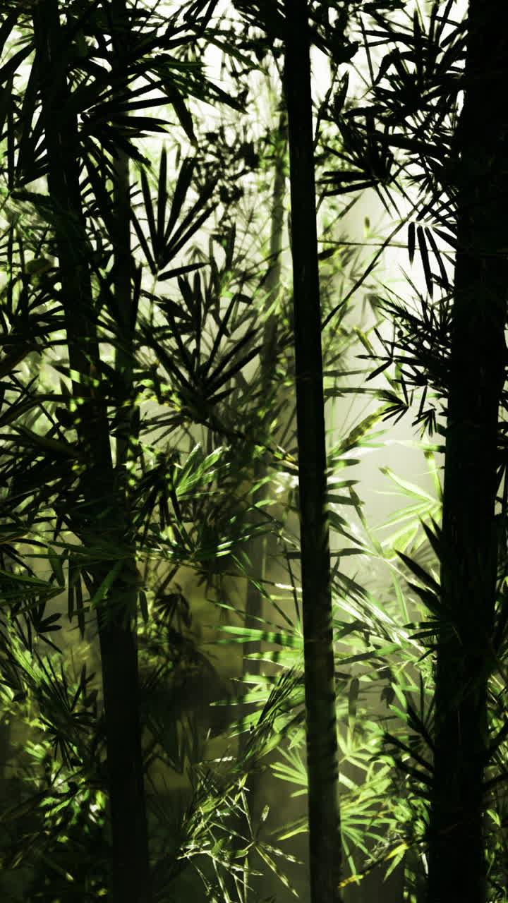 Luce solare che filtra attraverso una vibrante foresta di bambù in un'atmosfera mattutina tranquilla