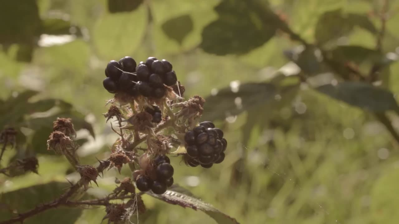 Juicy ripe blackberries growing wild on countryside bush