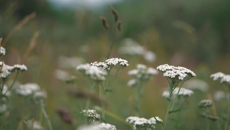 a close up of cow parsley plants in an overgrown english field