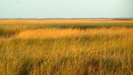 prairies américaines