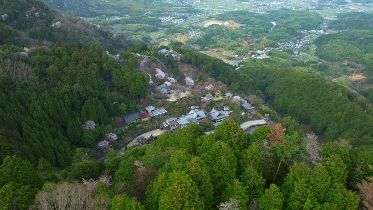 Aerial drone fly Fushimi Castle, Japanese temple architecture along Sakura Cherry blossom tree flowers
