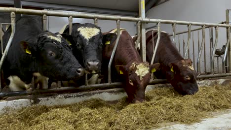 group of black and brown norwegian cows in separate grid eating fresh hay