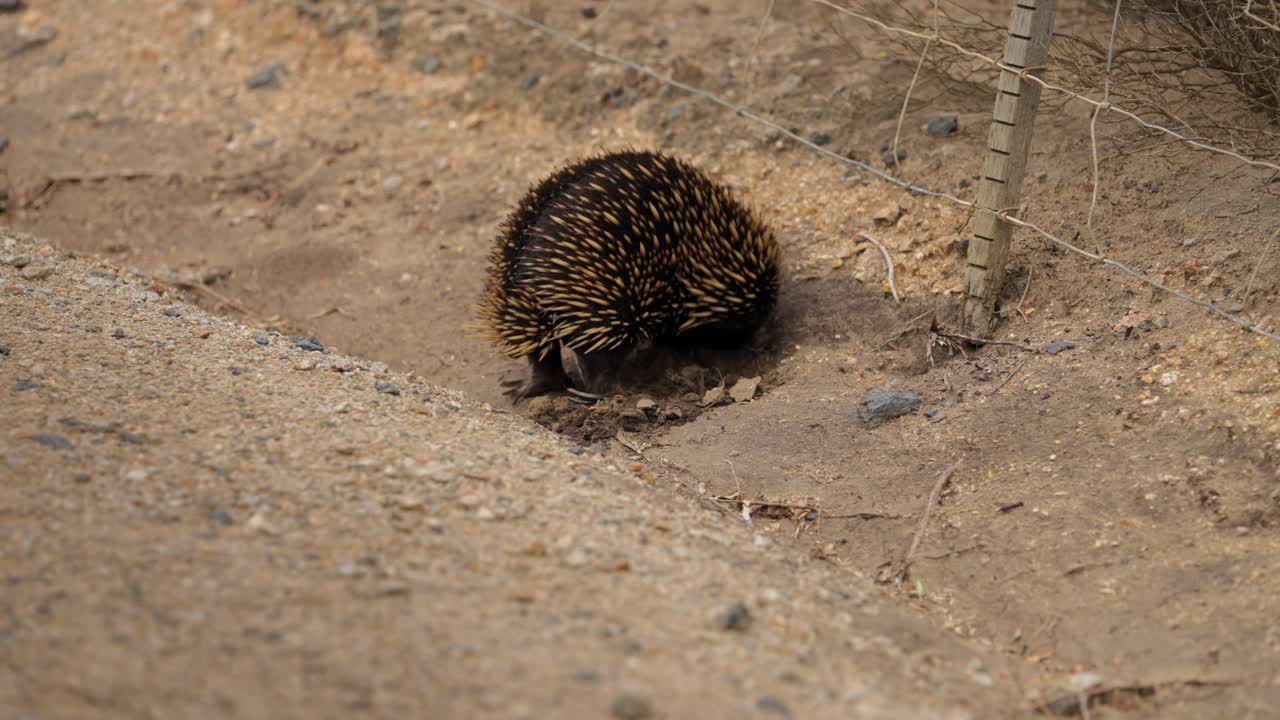 An echidna digging into the ground, displaying its natural foraging behavior in a wild environment.