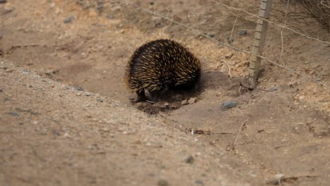 an echidna digging into the ground, displaying its natural foraging behavior in a wild environment.
