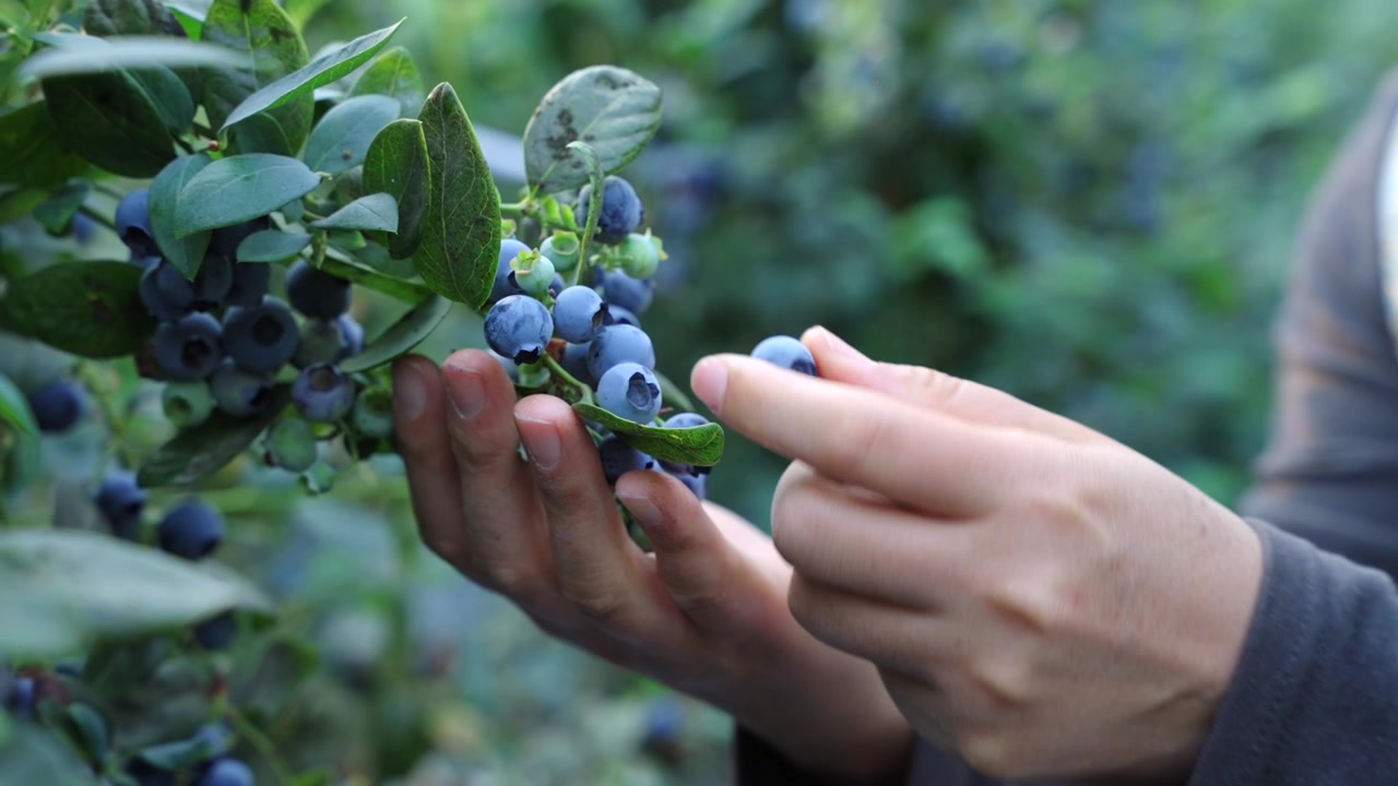 I mirtilli sono maturi. Grappoli di mirtilli maturi pendono nella serra. Un abbondante raccolto di mirtilli nella fattoria.