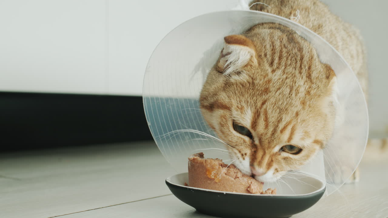 Eine Katze mit einem speziellen Halskragen frisst Futter. Tierrehabilitation nach einer Operation.
