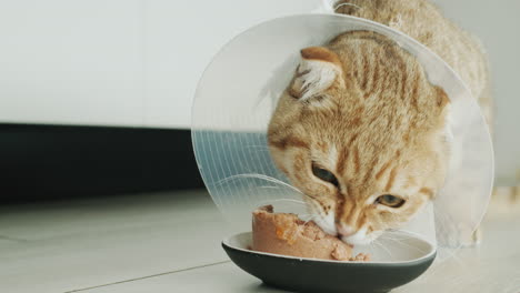 the cat in a special cat collar eats food. animal rehabilitation after surgery