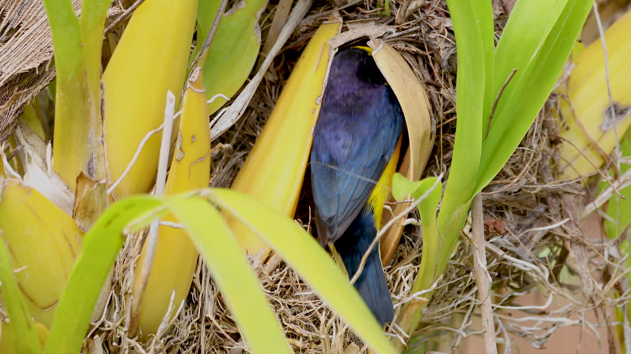 둥지에서 병아리를 치료하는 새 유포니아 클로로티카