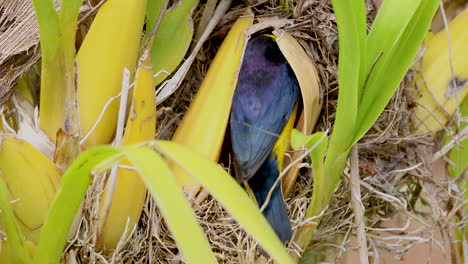 Vogel-Euphonia-Chlorotica,-Der-Das-Küken-Im-Nest-Behandelt