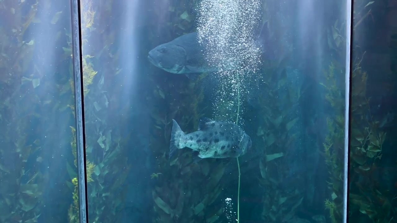 View of Aquarium of the Pacific large aquarium display with kelp forest