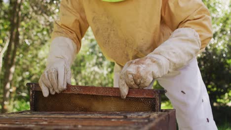 Caucasian-male-beekeeper-in-protective-clothing-inspecting-honeycomb-frame-from-a-beehive