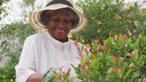 Mujer-Afroamericana-De-Alto-Rango-Con-Guantes-De-Jardinería-Cortando-Plantas-En-El-Jardín