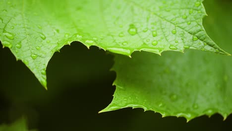 gotas de agua en la superficie de la hoja